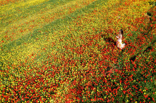 赤と黄色の花と春のフィールドを歩く女性のドローン航空写真. - 写真・画像