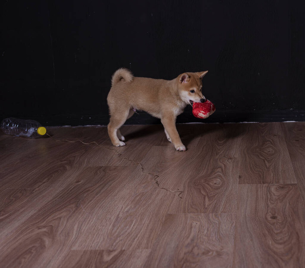 cachorro de shiba inu, jugando distraido de la camara - Photo, Image