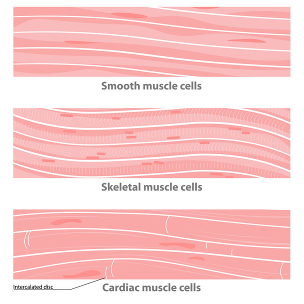 Tipos de estructura del tejido muscular: cardiaca, lisa, sceletal. células musculares lisas, células musculares cardíacas, células esqueléticas multinucleadas.  - Vector, imagen