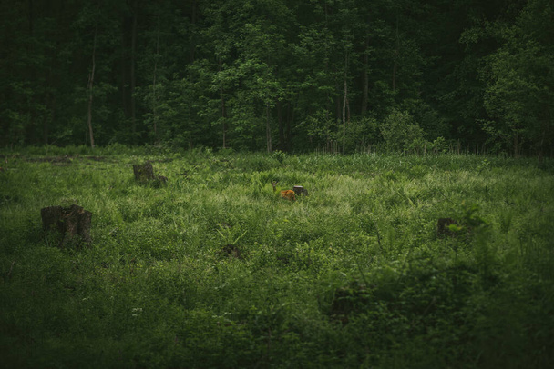 cervo nel prato nella natura - Foto, immagini