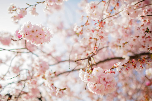 Çiçek bahçesinde çiçek açan sakura dalı. Mutlu bahar titreşimleri. Doğal çiçek arkaplanı - Fotoğraf, Görsel