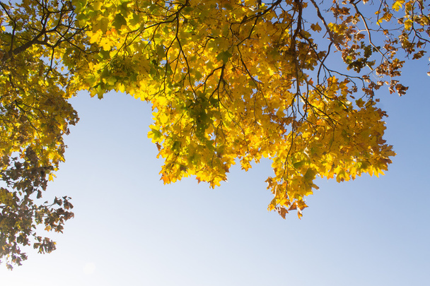 podzimní listí na větvích stromu - Fotografie, Obrázek