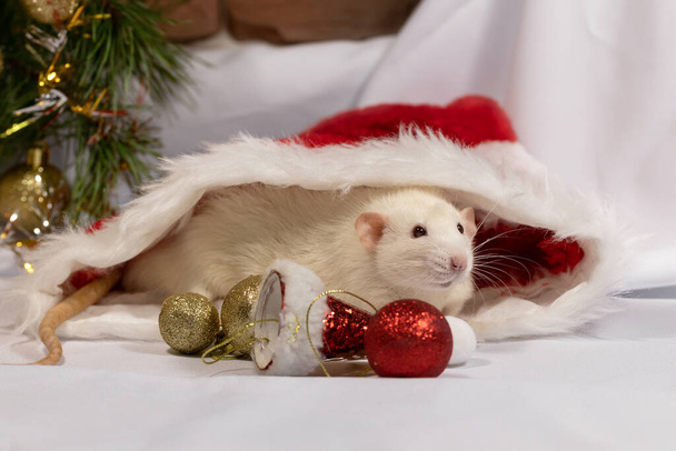 Modèle de carte postale de Noël.Rat décoratif mignon blanc, chapeau de Père Noël avec décorations de Noël. - Photo, image