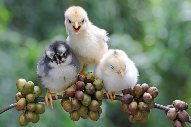 Три птенца сидят на ветке кофейного дерева робуста, наполненного зелеными фруктами. Это животное имеет научное название Gallus gallus domesticus. - Фото, изображение