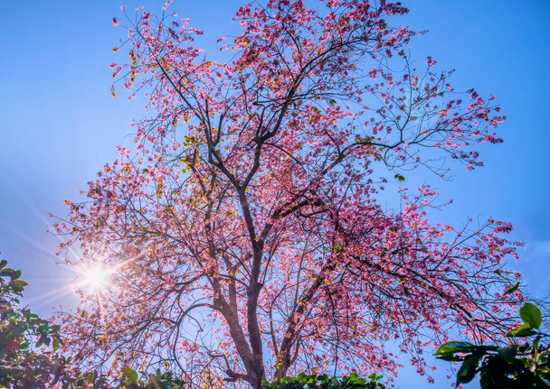 O ramo de damasco de cereja floresce brilhantemente em uma manhã de primavera com um fundo de céu azul - Foto, Imagem