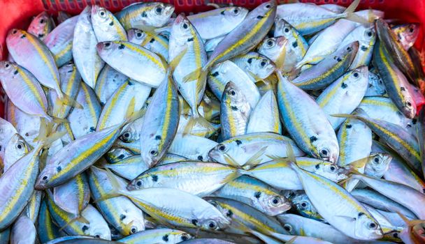 Vers gevangen Gele gestreepte Scad vis te koop op een verse vismarkt in een centraal kustvissersdorp in Vietnam - Foto, afbeelding