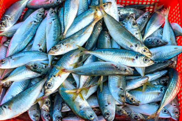 Vers gevangen Scad vis te koop op een verse vismarkt in een centraal kustvissersdorp in Vietnam - Foto, afbeelding