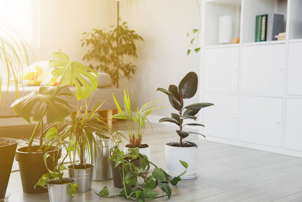 Sammlung verschiedener tropischer Grünpflanzen in verschiedenen Töpfen im Innenbereich - Foto, Bild