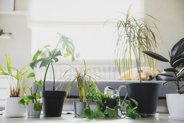 Sammlung verschiedener tropischer Grünpflanzen in verschiedenen Töpfen im Innenbereich - Foto, Bild