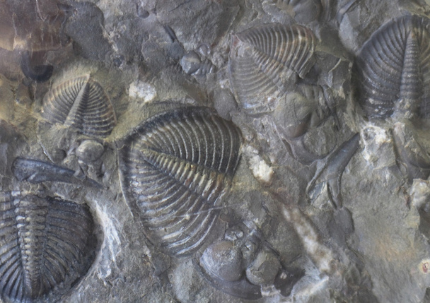 fossiele backround - Foto, afbeelding