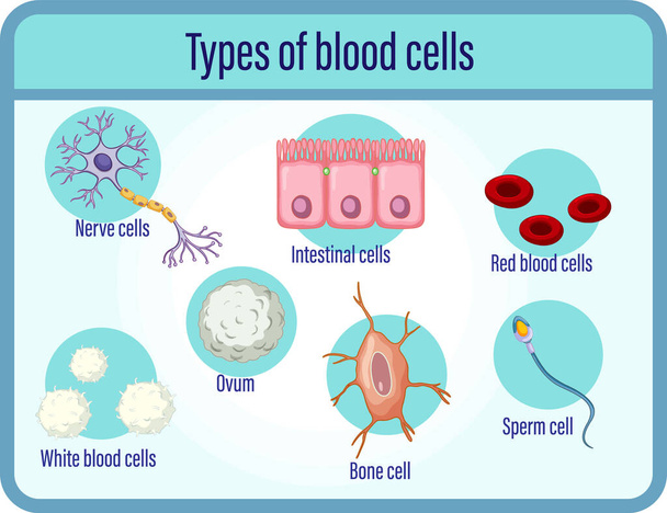 Type illustratie van bloedcellen - Vector, afbeelding