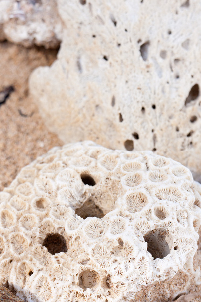 koraal close-up - Foto, afbeelding