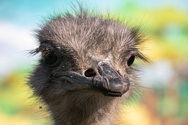close-up portrait of cute ostrich bird - Photo, Image