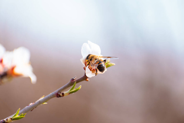 Bee pollinating the blooming almond blossoms with copy space - Foto, Imagem