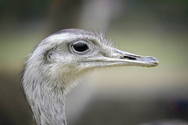 close up of a head of a bird - Foto, Imagen