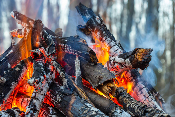 Campfire in the spring forest. Rest on the weekend. Danger of forest fires. - Photo, image