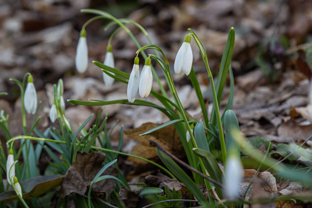 White snowdrop flower, close up. Galanthus blossoms illuminated by the sun in the green blurred background, early spring. Galanthus nivalis bulbous, perennial herbaceous plant in Amaryllidaceae family. - Photo, Image