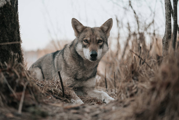portrait of a cute dog - Fotografie, Obrázek