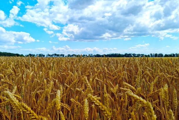 Gelbes Weizen- oder Gerstenfeld an einem sonnigen Sommertag. Ländlicher Hintergrund. Welternährung. Verhindern Sie Hunger auf der ganzen Welt. Folgen des Krieges. Hunger - Foto, Bild