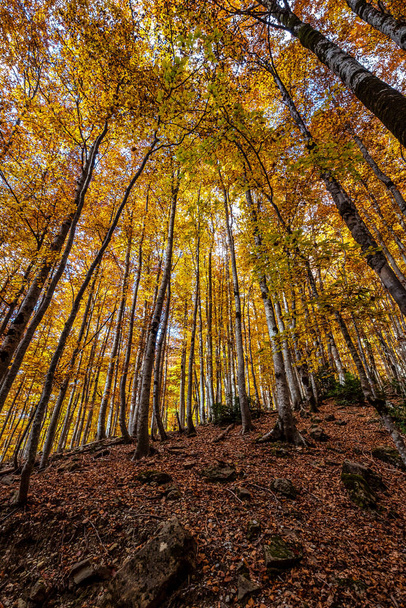Colorful beech fall forest in Ordesa and Monte Perdido National park, Pyrenees, Aragon in Spain. - Photo, Image