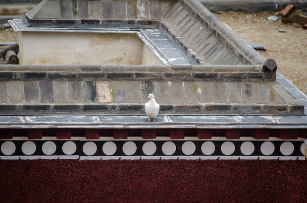 a bird is sitting on the street - Foto, afbeelding