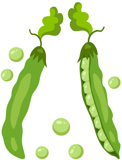 Dos vainas verdes frescas con guisantes - Vector, imagen