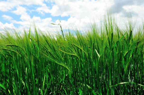 green grass and blue sky  on nature background - Valokuva, kuva