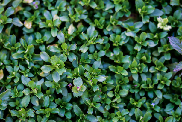 green leaves in the garden - Valokuva, kuva