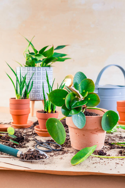 Conceito de planta casa de propagação e replantio de plantas com vasos de plantas, solo e ferramentas de jardinagem - Foto, Imagem