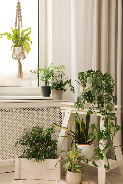 Cozy room interior with different beautiful houseplants near window - Foto, afbeelding
