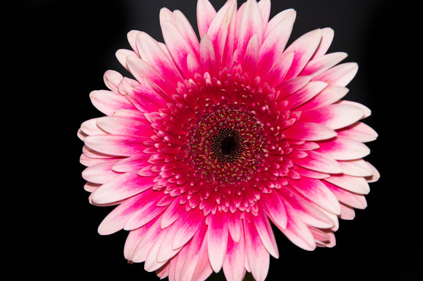 kaunis gerbera kukka mustalla taustalla, kesän käsite - Valokuva, kuva