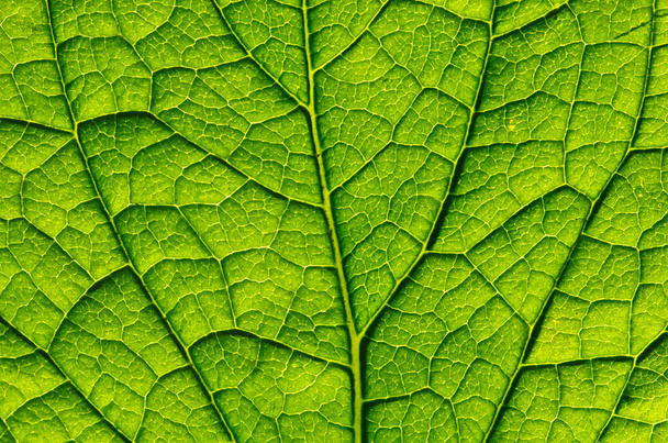 Texture of a green leaf as background - Photo, Image