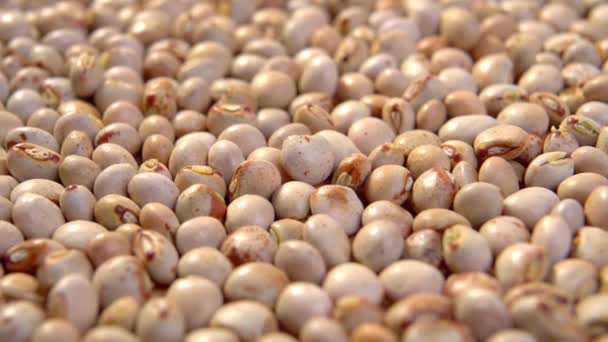 Dried organic pigeon peas close up. Gungo bean. Macro. Dolly shot - Footage, Video