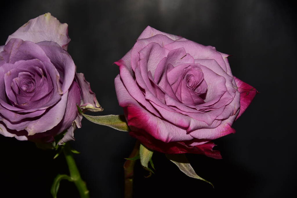 beautiful roses on dark background - Foto, afbeelding