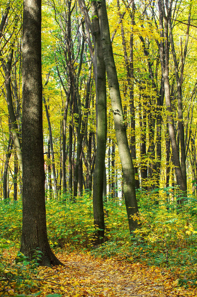 Золотой осенний лес с солнечными лучами
 - Фото, изображение