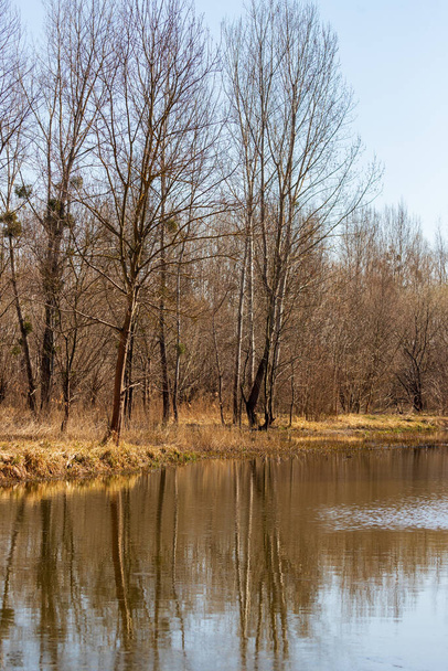 Auenwald und Weiden - Salix caprea. Wasser fließt um die Bäume herum. Die Landschaft wird von der untergehenden Sonne beleuchtet. - Foto, Bild