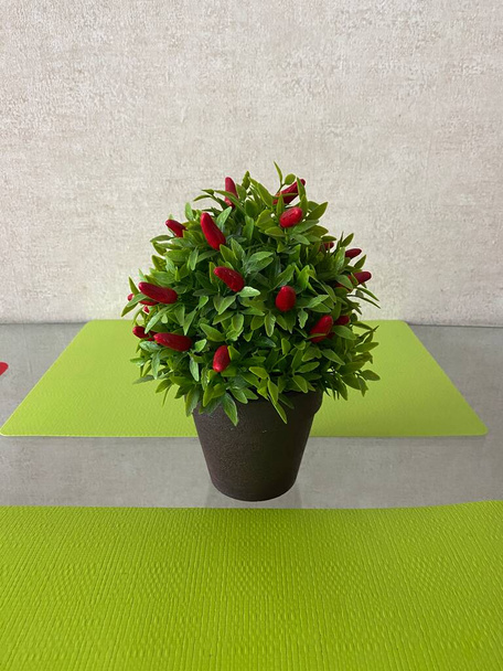 Une plante de capsicum annuum avec de petits poivrons rouges dans un pot de plante noire - Photo, image