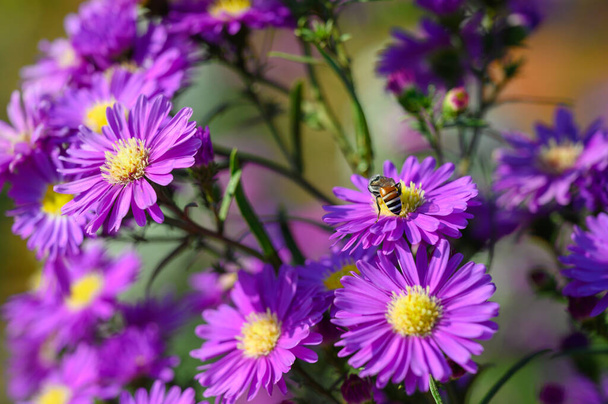 Fioletowe kwiaty Michaelmas Daisy (Aster Amellus), Aster alpinus, Asteraceae fioletowe kwiaty rosnące w ogrodzie w lecie z pszczołą zbierającą pyłek lub nektar - Zdjęcie, obraz