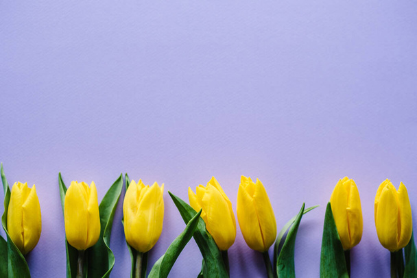 Row of yellow tulips on violet pastel and delicately purple background with space for message. Concept Hello Spring flowers. Holiday greeting card for Valentine's, Women's, Mother's Day, Easter! Top view, flat lay. - 写真・画像