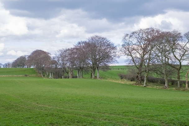 Beautiful Scottish Ayrshire Farmlands at the heart of Robert Burns country with farming fields and trees and hedgerows. - Photo, Image