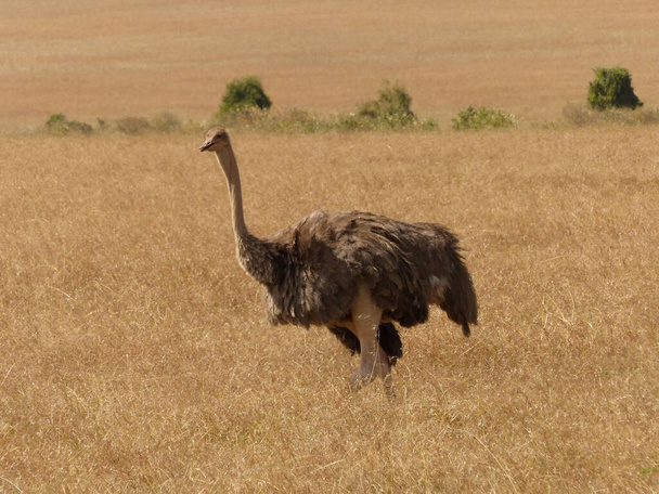 a closeup shot of a beautiful ostrich in the savannah of africa - Fotoğraf, Görsel