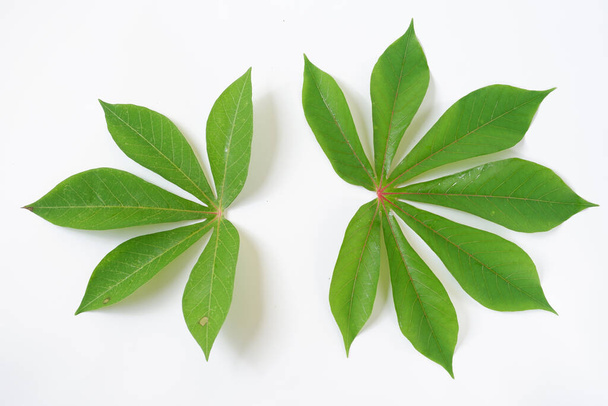 green leaves of a plant on a white background - Foto, Imagem