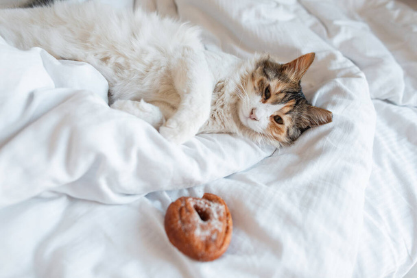 lindo hermoso gato se encuentra en blanco ropa de cama con un dulce sabroso donut. Descanse por la mañana - Foto, imagen