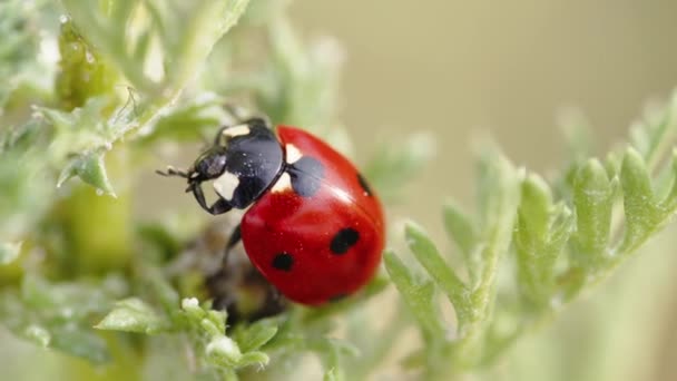 Červená beruška na zelené rostlině v létě - Záběry, video
