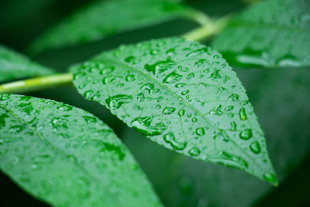 green leaf with water drops - Foto, imagen