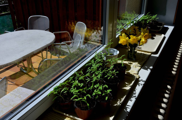 домашнє вирощування овочів за вікном в спеку радіатора, опалення. Розсада помідорів та огірків у ранньому весняному садівництві сіє насіннєві горщики. пізніше посаджені в овочевому саду
 - Фото, зображення
