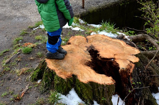 Το κούφιο δέντρο που κρύβεται στην κοιλότητα έχει αναγνωριστεί από έναν οδοντολόγο ως δυνητικά επικίνδυνο. έτσι ώστε οι άνθρωποι μπορούν να δουν την κοιλότητα γεμάτη σάπιο ξύλο, εκτίθεται στο δημόσιο πάρκο, τα παιδιά - Φωτογραφία, εικόνα