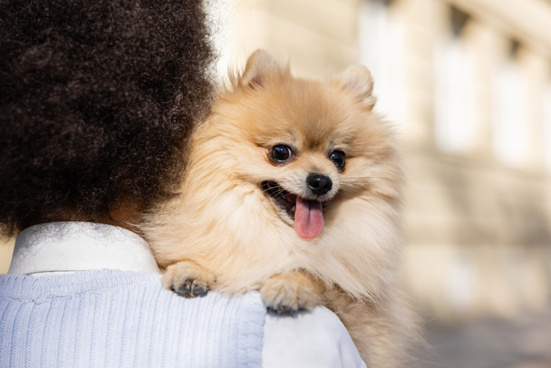 back view of brunette and curly woman holding pomeranian spitz  - Photo, Image