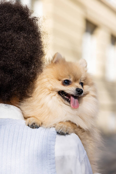 back view of curly woman holding pomeranian spitz  - Foto, Imagen