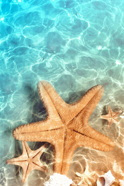 Морська зірка на узбережжі моря. Літній фон. Літо.. - Фото, зображення